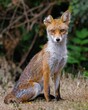 Vertical shot of a skinny orange fox in a forest