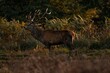 Beautiful shot of a dark brown deer with antlers on a field
