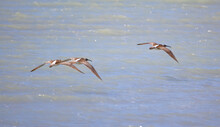 Long-billed Curlew Flying Over The Lake At Goksu Beach And Bird Paradise