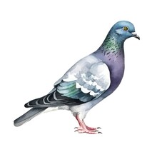 Watercolor Illustration Of A Common Pigeon Isolated On White Background. Aquarelle Drawing Of A Rock Dove. Generative AI.