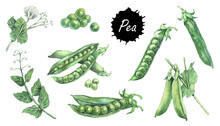 Green Peas Set. Hand Drawing Watercolor Vector Illustration. Peapods. Set Of Fresh Organic Product. Can Be Used For Postcard, Menus, Books, Stickers. 