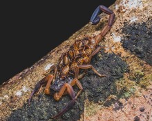 Macro Shot Of A Tityus Scorpion Carrying Its Babies On Its Back