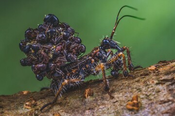 Canvas Print - Macro shot of a black bullet ant carrying corpses and food on its back