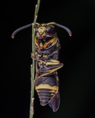 Sticker - Vertical macro shot of a European tube wasp hanging off a reed on a black background