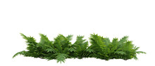 Fern Isolated On Transparent Background.3d Rendering PNG Set