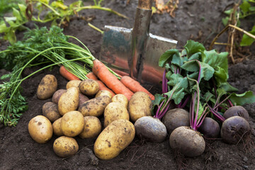 Autumn harvest of organic vegetables on soil in garden. Freshly harvested carrot, beetroot and potatoes, farming