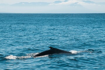 Wall Mural - Beautiful view of a huge humpback of the whale in Falsebay near the Cape Town