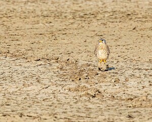 Common kestrel sitting on ground on a sunny day