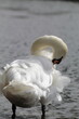 Whooper swan plucking her feathers 