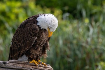 Sticker - Closeup of a bald eagle looking down perched on a branch on blur background