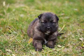 Wall Mural - Puppy breed Alabai