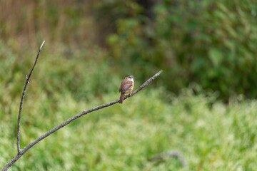 Wall Mural - Carolina Wren Perched On A Branch