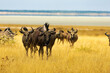 A herd of wildebeest standing on a grassy plain