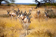 A herd of springbok standing on a grassy plain