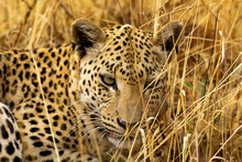 Close Up Of A Leopard Lying In The Grass