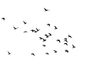 Wall Mural - Flocks of flying pigeons isolated on white background. Save with clipping path. 
