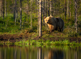Wall Mural - eurasian brown bear standing by a pond in forest in summer