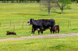 Momma Cow nursing twin calves on a warm spring day. Black Hereford Cows