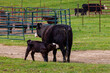 Momma Cow nursing calf on a warm spring day. Black Hereford Cows 