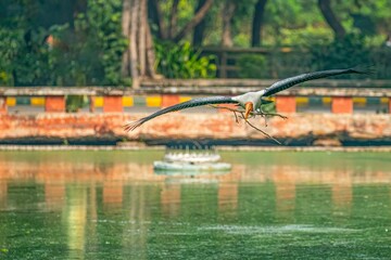 Sticker - Selective focus shot of Painted stork flying above the pond carrying nesting material