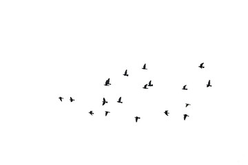 Wall Mural - Flocks of flying pigeons isolated on white background. Save with clipping path. 