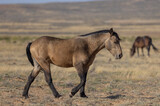 Fototapeta Zwierzęta - Cute Young Wild Horse in Autumn in the Wyoming Desert