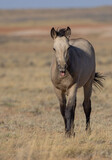 Fototapeta Zwierzęta - Cute Young Wild Horse in Autumn in the Wyoming Desert