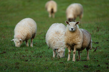 Wall Mural - sheep in a field