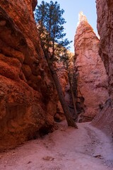 Poster - Beautiful view of red rock formations in Bryce Canyon National Park, Utah, United States