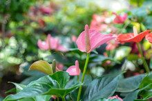 Pink Anthurium Flower, Close Up. Flamingo Flower, Tropical Background, Banner. Horticulture, Production Of Cut Flowers.