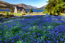 Amazing Bluebells At St John's Church In Ballachulish, A Village By The Shore Of Loch Leven In Scotland.