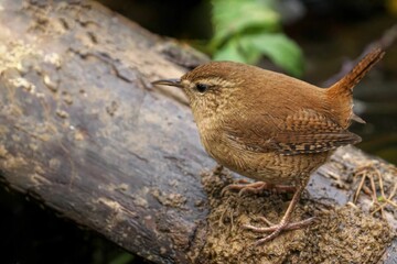 Poster - Closeup of a beautiful Wren on a branch in a forest during sunrise