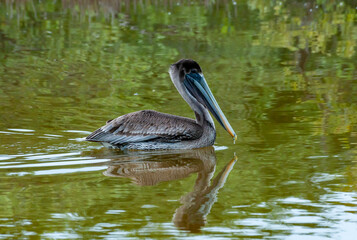 Wall Mural - Brown Pelican (Pelecanus occidentalis), adult bird hunting fish in mangroves, Florida