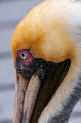 Wall Mural - Brown Pelican (Pelecanus occidentalis), bird head on the background of water, close-up, Florida