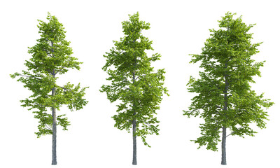 Mountain Alder tree set png alpha channel front view