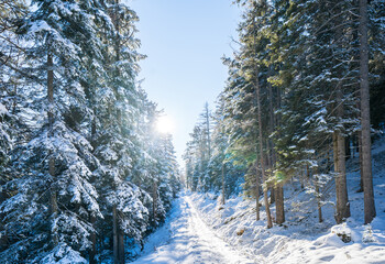 Winter forest in Seefeld, Austria