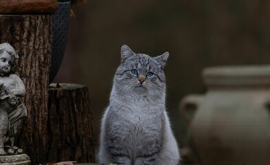 Sticker - Gray tabby cat sitting and staring at the camera against blurred background