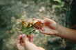 © Maria Manco/Stocksy - Closeup of child holding an open seed in the woods
