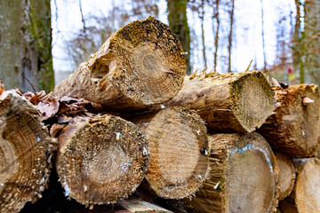 Close-up cuts of logs in the forest