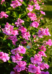 Wall Mural - Beautiful butterfly and exotic pink flowers periwinkle close up, abstract natural floral background. south tropical beautiful plant. blossoming nature image. template for design