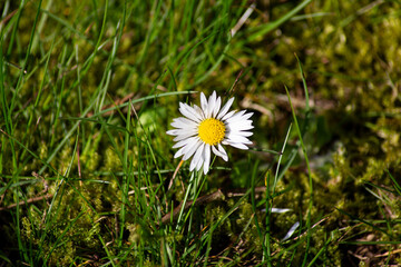 daisy in the grass