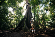 Rear View Of A Traveler Man Looking Up A Huge Ficus Tree In The Jungle