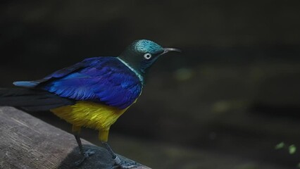 Wall Mural - Closeup shot of the Superb starling perched on the branch