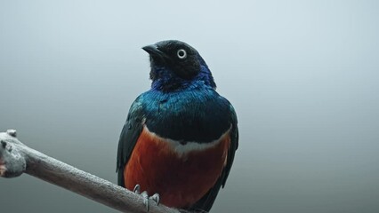 Wall Mural - Closeup shot of the Superb starling perched on the branch