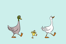 A Family Of Ducks.