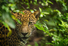 Portrait Of A Jaguar In The Middle Of A Green Undergrowth