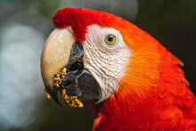 Portrait Of A Scarlet Macaw 
