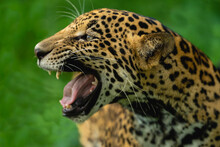 Portrait From Beautiful Jaguar Growling