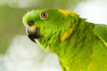 Portrait Of A Green Parrot