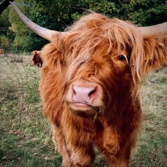 scottish highland cow